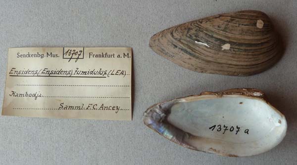 image of lot SMF_13707