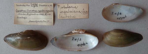 image of lot SMF_13710