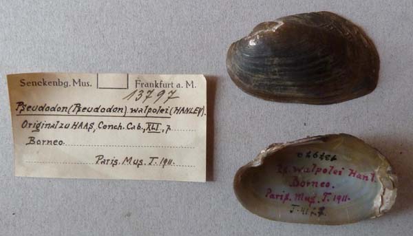 image of lot SMF_13797