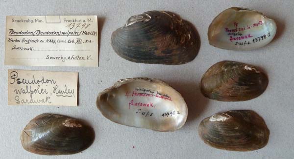 image of lot SMF_13798