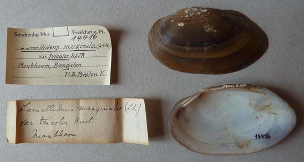 image of lot SMF_14416