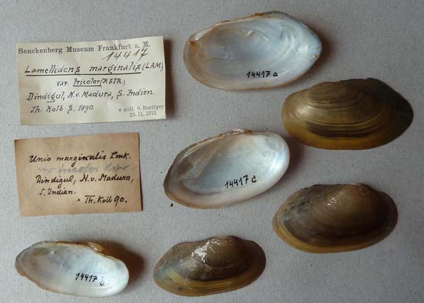 image of lot SMF_14417