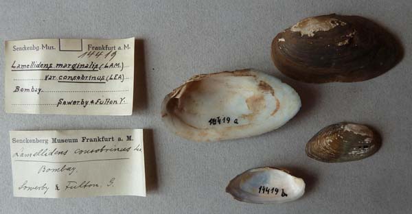 image of lot SMF_14419