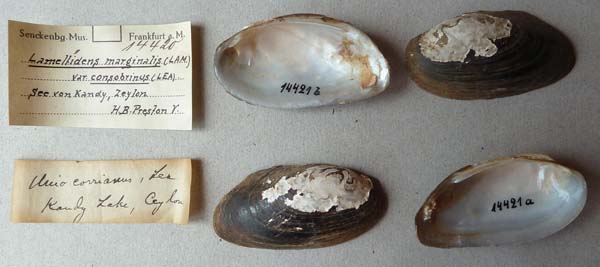 image of lot SMF_14421