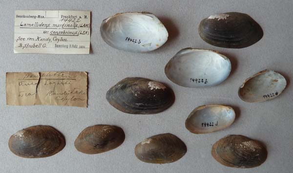 image of lot SMF_14422