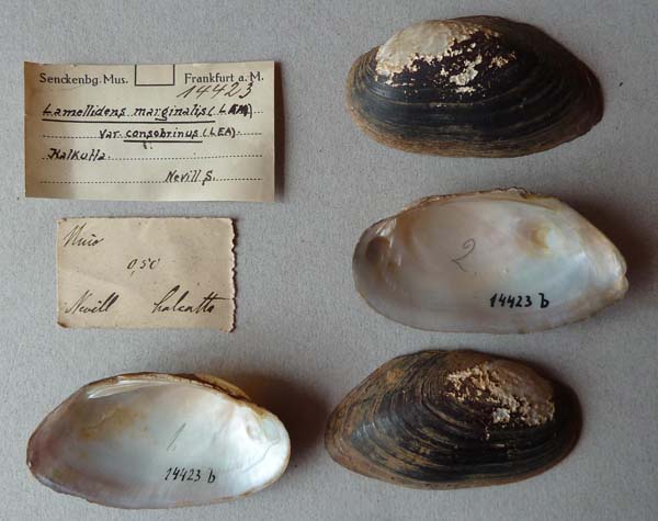 image of lot SMF_14423