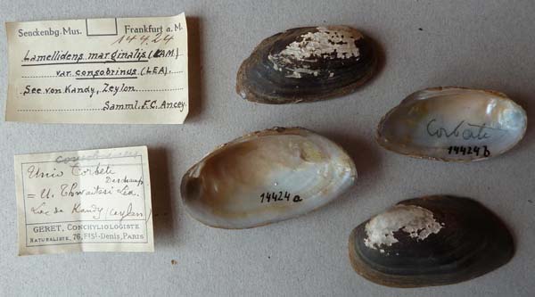 image of lot SMF_14424