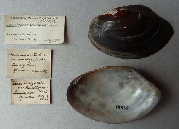 image of lot SMF_14435