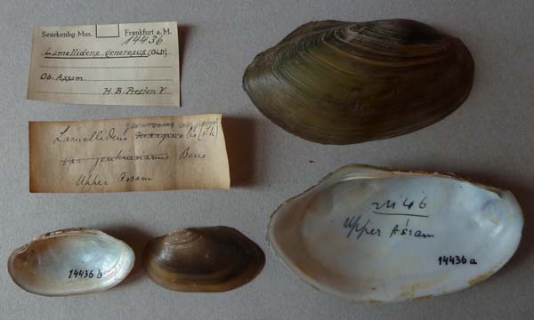 image of lot SMF_14436