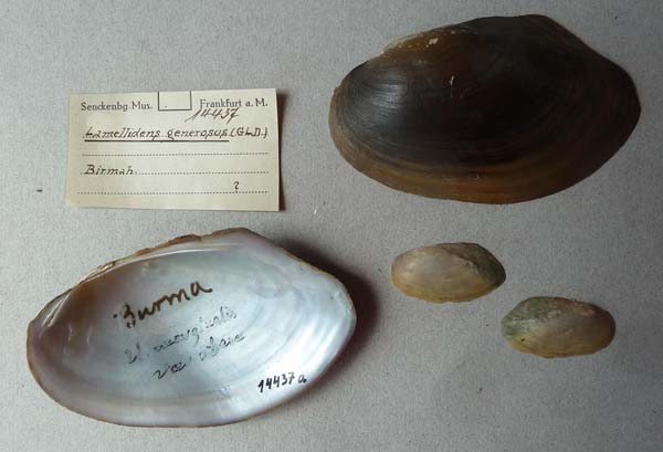 image of lot SMF_14437