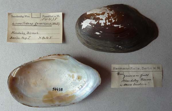 image of lot SMF_14438