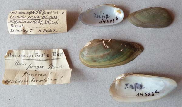 image of lot SMF_14583