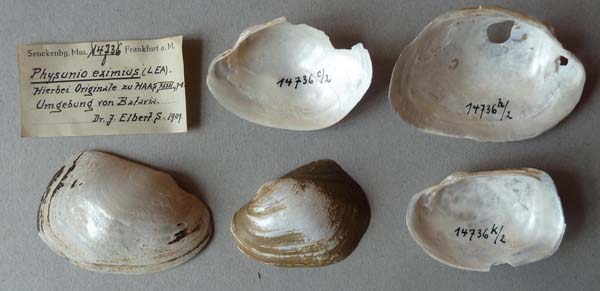 image of lot SMF_14736