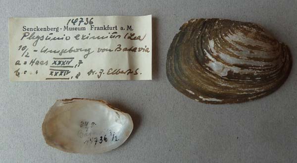 image of lot SMF_14736