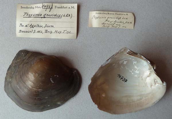 image of lot SMF_14737