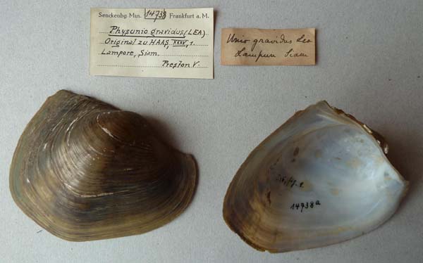 image of lot SMF_14738