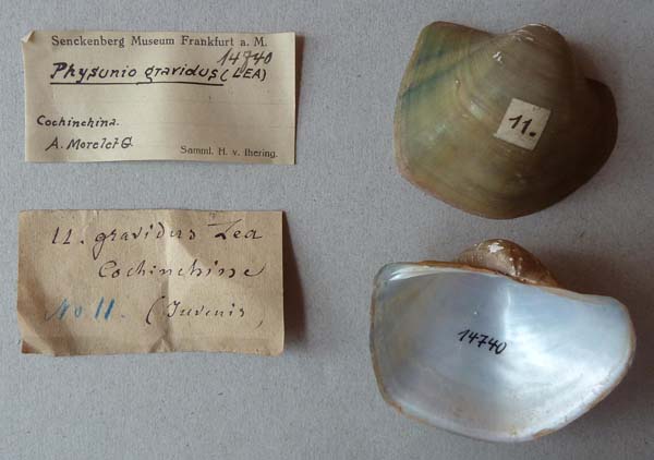 image of lot SMF_14740