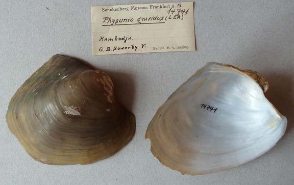 image of lot SMF_14741