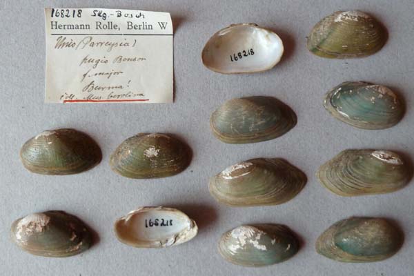 image of lot SMF_168218