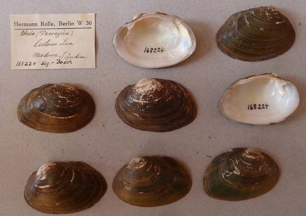 image of lot SMF_168224