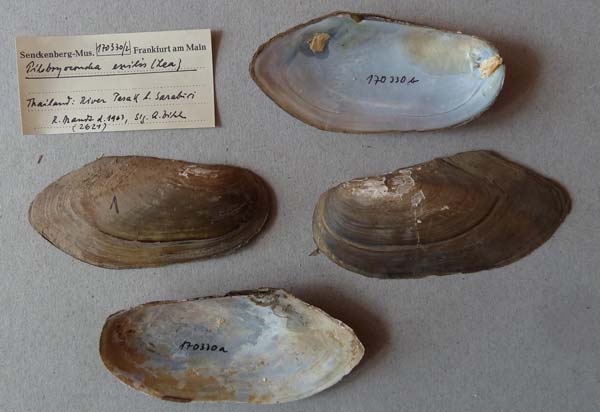 image of lot SMF_170330