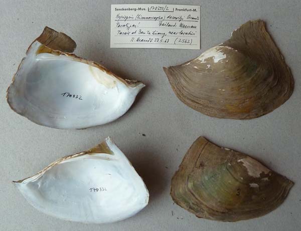 image of lot SMF_170332