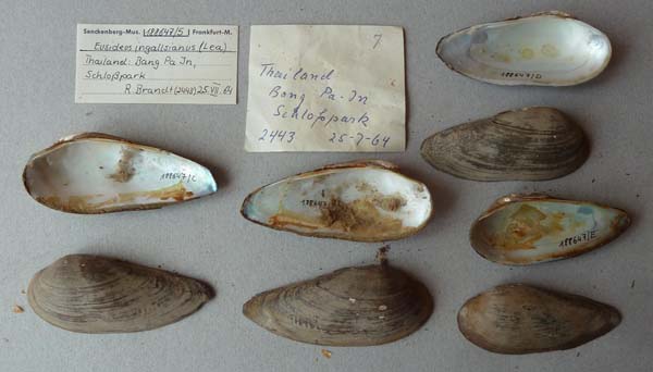 image of lot SMF_188647