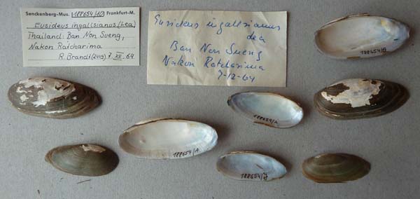 image of lot SMF_188654