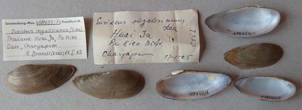 image of lot SMF_188655