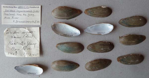 image of lot SMF_188657