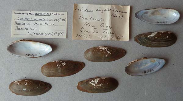 image of lot SMF_188658