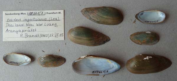 image of lot SMF_188661