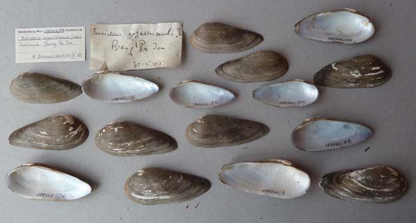 image of lot SMF_188666
