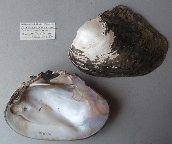 image of lot SMF_188668