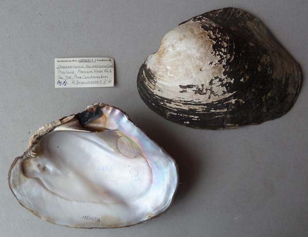 image of lot SMF_188669