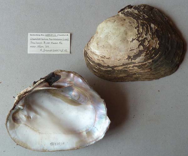 image of lot SMF_188670