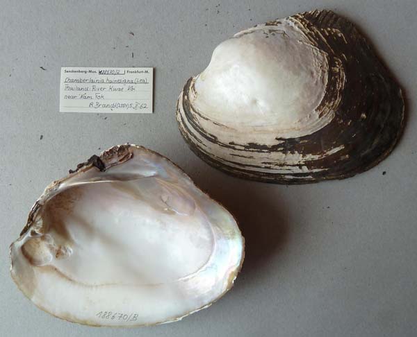 image of lot SMF_188670