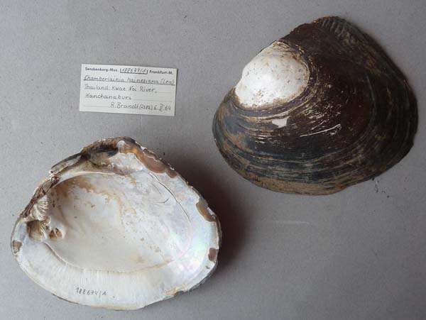 image of lot SMF_188674