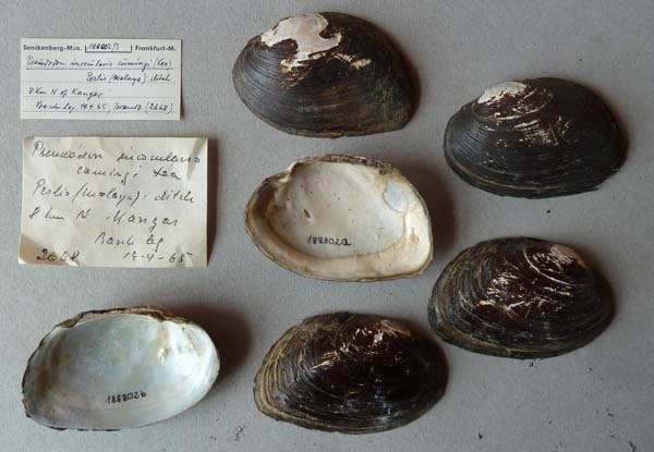 image of lot SMF_188802