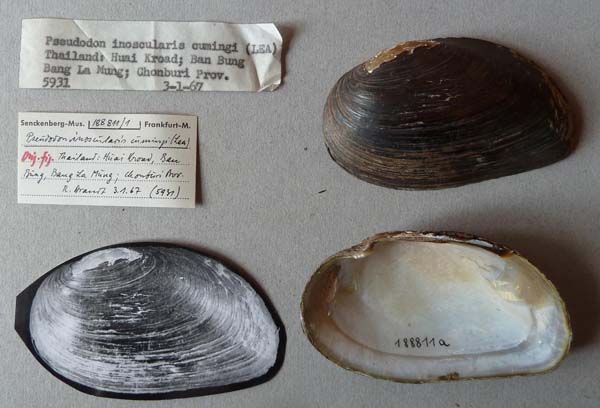 image of lot SMF_188811