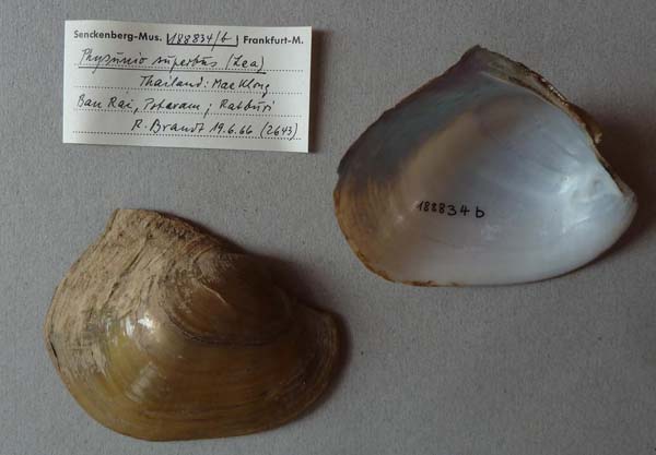 image of lot SMF_188834