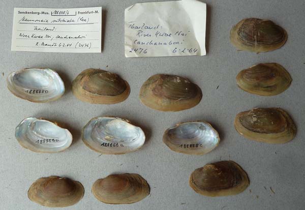 image of lot SMF_188888