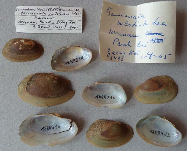 image of lot SMF_188891