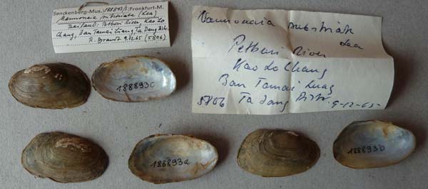 image of lot SMF_188893