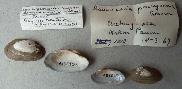 image of lot SMF_188895