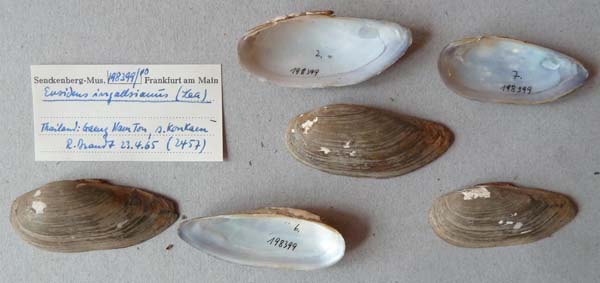 image of lot SMF_198399