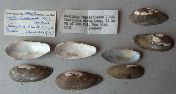 image of lot SMF_198400