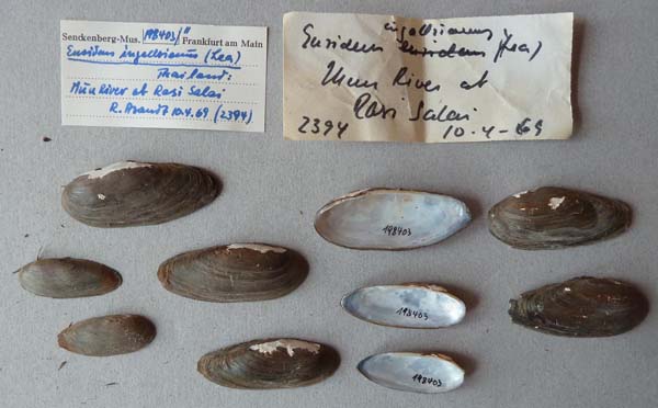 image of lot SMF_198403