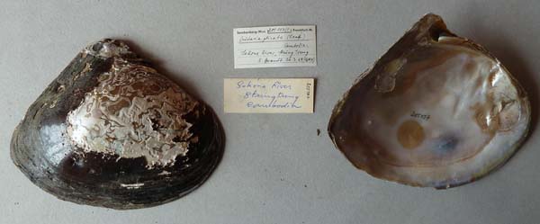 image of lot SMF_205107