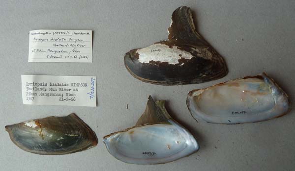 image of lot SMF_205117